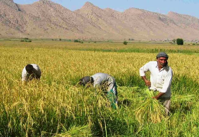 برداشت 110تنی برنج در شالیزارهای شهرستان گیلانغرب پایان یافت 