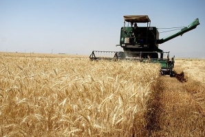 ۲۵ هزار تن گندم تضمینی از کشاورزان کرمانشاهی خریداری شده است