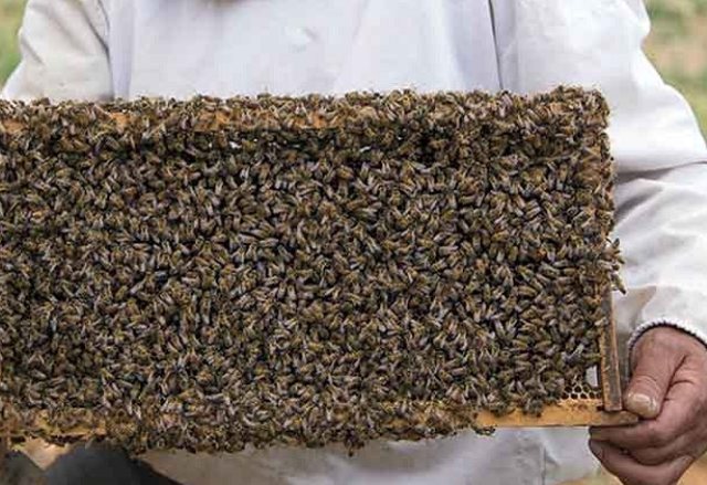 حلاوت اقتصاد درون زا با پرورش زنبور عسل/تولید و اشتغال را نمیتوان با شعارفراهم کرد+ تصاویر