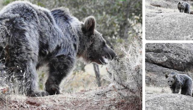 خرس قهوه ای ؛گونه نادر جانوری در گیلانغرب به زادگاهش برگشت+ تصاویر