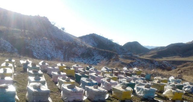 برداشت 17 تن عسل پاییزه در گیلانغرب