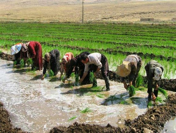 ممنوعیت کشت برنج در گیلانغرب