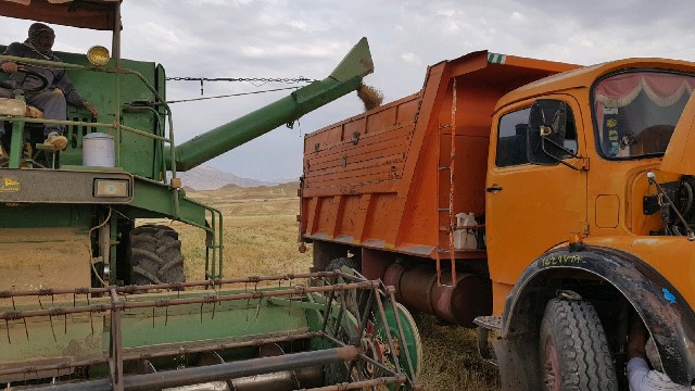 تاکنون بالغ بر 20 هزار تن گندم در گیلانغرب برداشت شده است