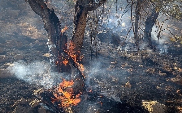 4 هکتار از عرصه های منابع طبیعی و جنگلی ناودار در کام آتش سوخت+ تصاویر