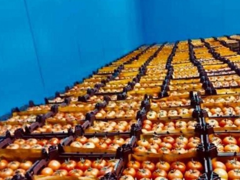 کشف بیش از بیست تن گوجه فرنگی بوته ای قاچاق در گمرک سومار+تصویر