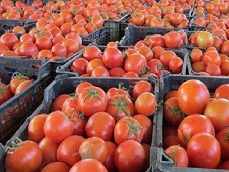 ۱۰ تن گوجه فرنگی قاچاق در مرز خسروی کشف شد