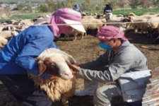 خدمات دامپزشکی در راستای خدمت رسانی به مناطق محروم گیلانغرب