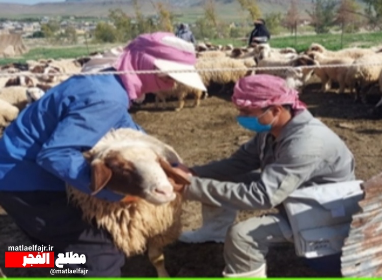 خدمات دامپزشکی در راستای خدمت رسانی به مناطق محروم گیلانغرب