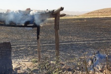 ۵هکتار از مزارع گندم  آبی شهر گیلانغرب طعمه حریق شد+تصاویر