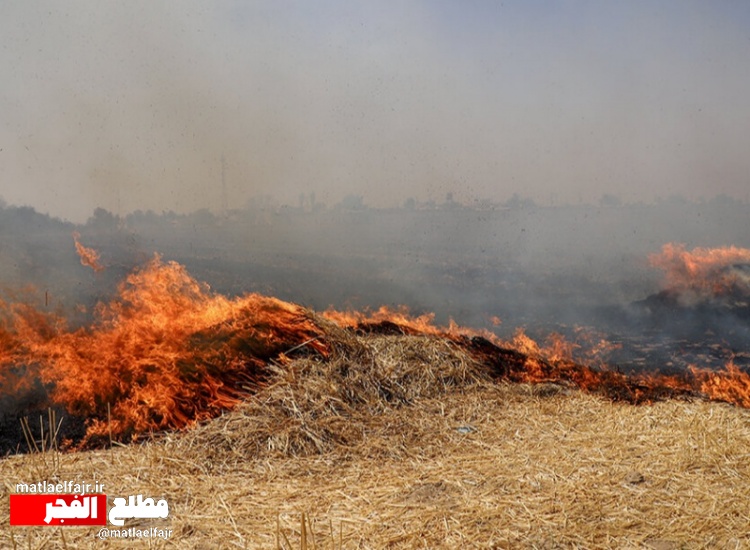 آتش 27 هکتار از مزارع گندم  و پسچر،گیلانغرب را به کام خود برد