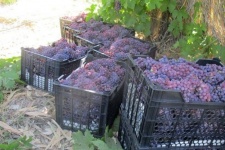 برداشت انگور یاقوتی در سطح ۳۶۰ هکتار از تاکستان‌های بارور  شهرستان  گیلانغرب