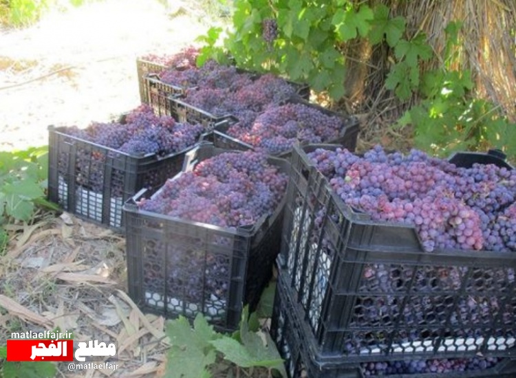 برداشت انگور یاقوتی در سطح ۳۶۰ هکتار از تاکستان‌های بارور  شهرستان  گیلانغرب