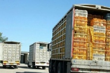 کشف یک تن و ۷۵۰ کیلوگرم مرغ قاچاق در گیلانغرب