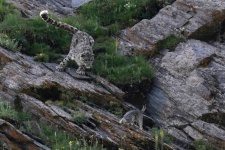 ۱۹ عکس فوق‌العاده دیدنی از حیوانات که همین امروز باید ببینید