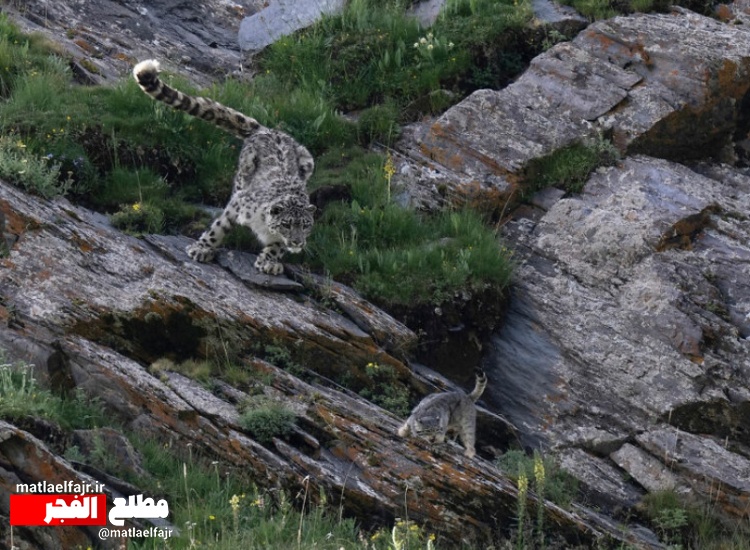 ۱۹ عکس فوق‌العاده دیدنی از حیوانات که همین امروز باید ببینید