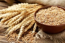 قیمت خرید تضمینی گندم تعیین شد