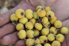 زالزالک وخواص جادویی آن درمقابله با بیماری‌های قلبی+عکس