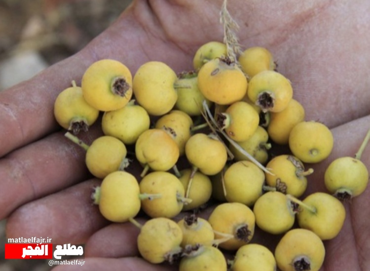 زالزالک وخواص جادویی آن درمقابله با بیماری‌های قلبی+عکس