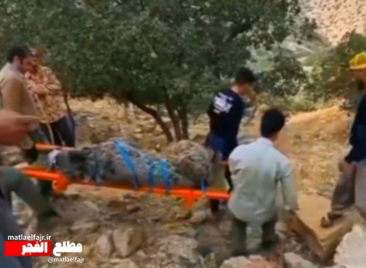 شلیک به قلب حیات وحش/ساچمه های داغ سربی جان خرس قهوه ای راگرفت+عکس