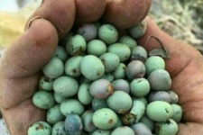 "گونوشک"؛خوشمزه سرسخت زاگرس!