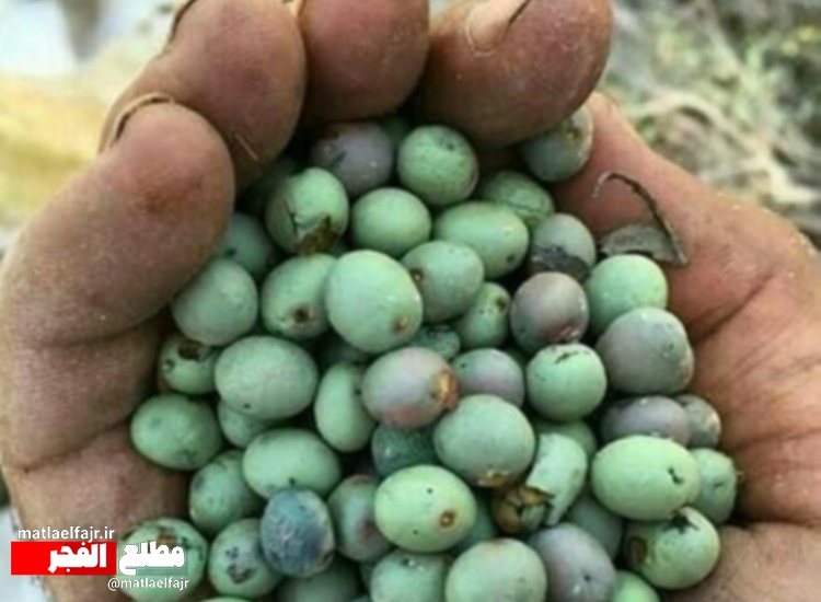 "گونوشک"؛خوشمزه سرسخت زاگرس!