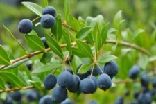 مورد؛ گیاهی درمانگر با زیبایی و مزه ای فوق العاده+تصاویر