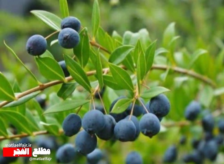 مورد؛ گیاهی درمانگر با زیبایی و مزه ای فوق العاده+تصاویر