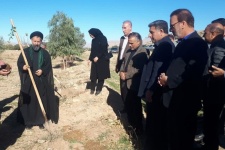 19هزار نهال در گیلانغرب  کشت می شود+عکس