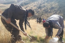 پویش جنگلانه نویدبخش رویش بلوط در جنگل‌های زاگرس