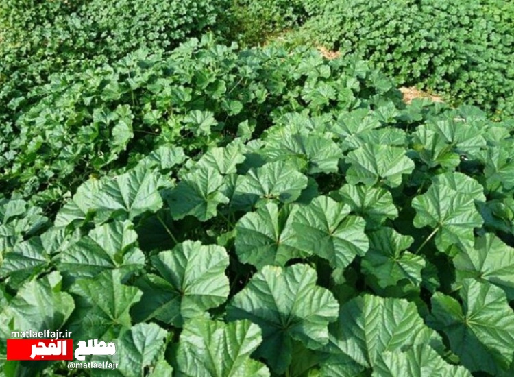 خواص تولیه که شاید شما هم نمیدانستید+عکس