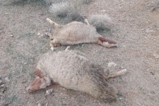 گرگ حریص، گله گوسفندان را در تخت خان درید!