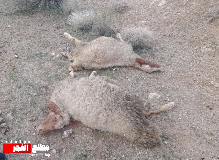 گرگ حریص، گله گوسفندان را در تخت خان درید!