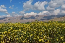 نوید بهاری  در گیلانغرب