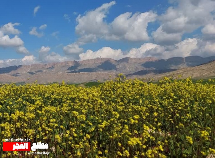 نوید بهاری  در گیلانغرب