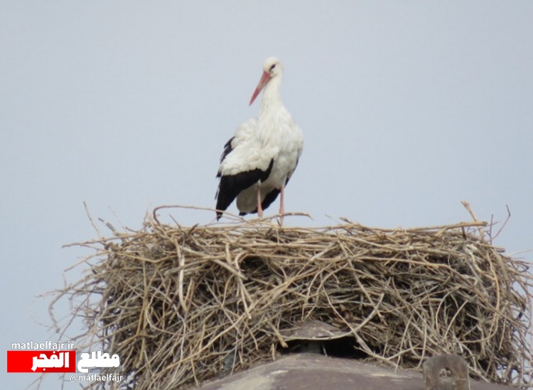 حاجی لق لق “هایی که دل از خاک گیلانغرب نمیبرند