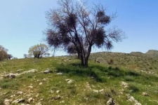 «لورانتوس»؛ کابوس شوم بلوط در گیلانغرب