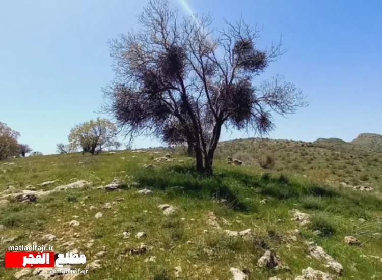 «لورانتوس»؛ کابوس شوم بلوط در گیلانغرب