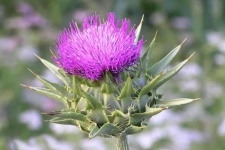 «کرکول»؛خارپشت پرخاصیت!