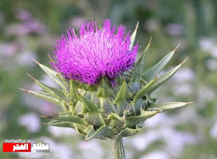 «کرکول»؛خارپشت پرخاصیت!