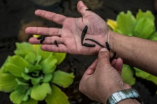 چه کسانی نباید سراغ «زالودرمانی» بروند