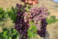 پیش بینی برداشت 750 تنی انگور یاقوتی از باغات گیلانغرب