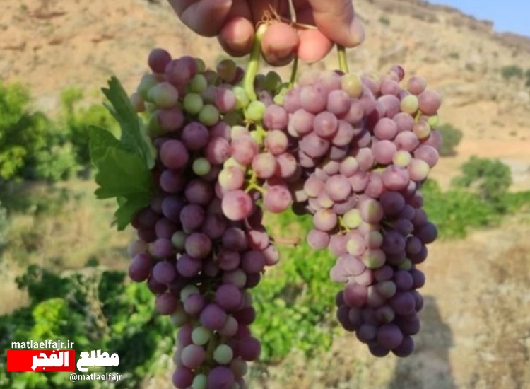 پیش بینی برداشت 750 تنی انگور یاقوتی از باغات گیلانغرب