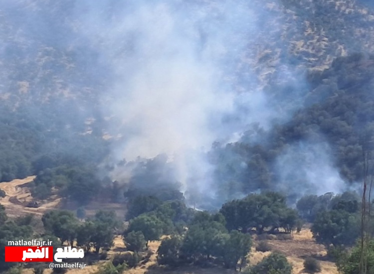 آتش تنها زیستگاه خرس قهوه‌ای در گیلان غرب  را بلعید+عکس