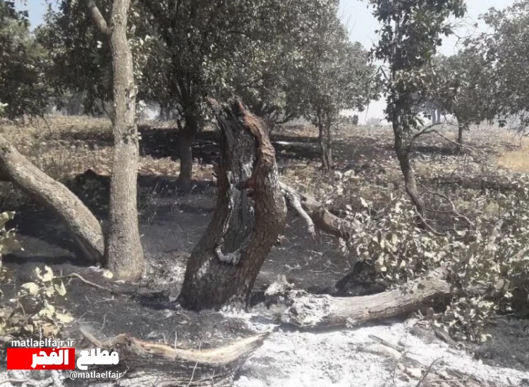 باز هم آتش در گیلانغرب+عکس