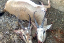 شکار غیر مجاز؛کابوس حیات وحش در گیلانغرب /شکارچیان در دام قانون