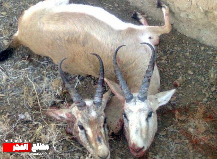 شکار غیر مجاز؛کابوس حیات وحش در گیلانغرب /شکارچیان در دام قانون