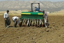 کشت 350هکتاری  چغندر پاییزه در اراضی آبی گیلانغرب