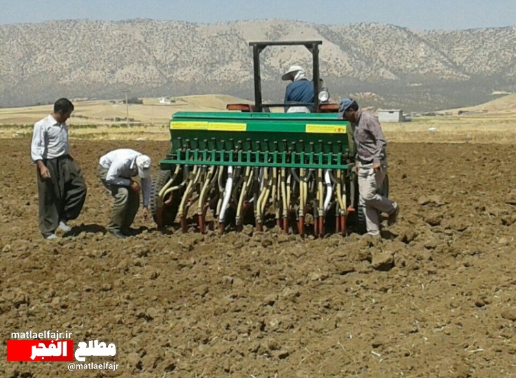 کشت 350هکتاری  چغندر پاییزه در اراضی آبی گیلانغرب