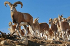 ضرورت توجه به حیات وحش  و محافظ از اکوسیستمها درگیلانغرب