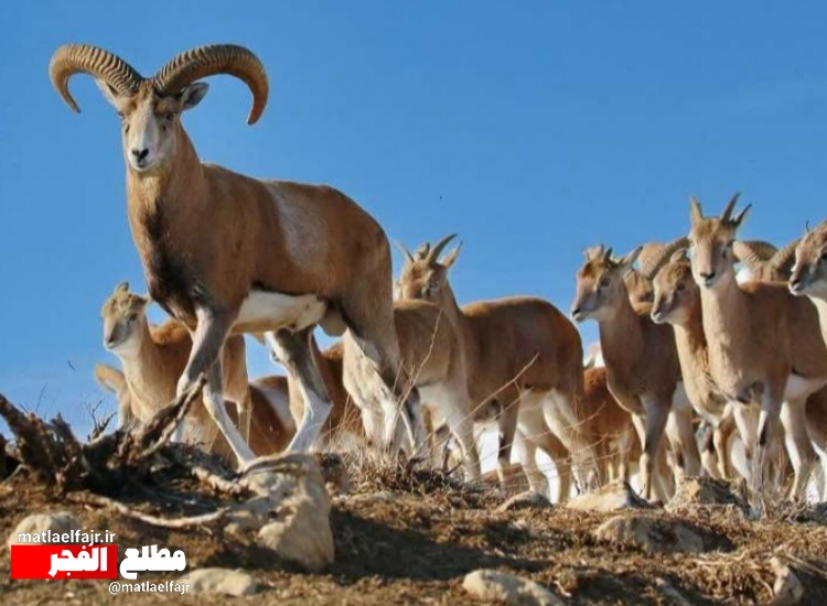 ضرورت توجه به حیات وحش  و محافظ از اکوسیستمها درگیلانغرب